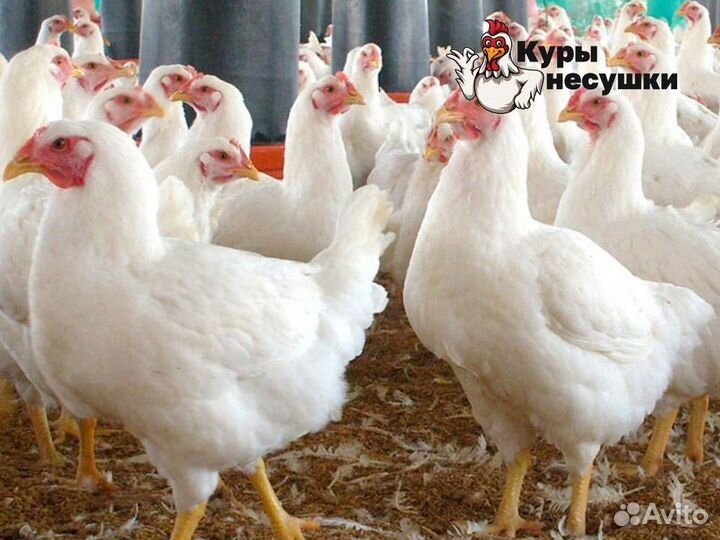 Куры несушки