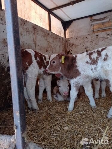 Телята бычки на выбор с доставкой до двора