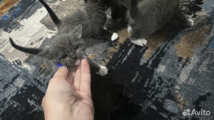 Котята отдам бесплатно