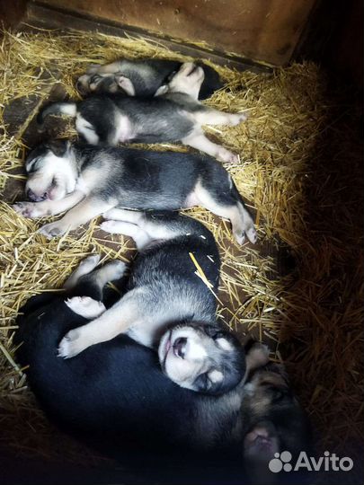 Щенки русской гончей