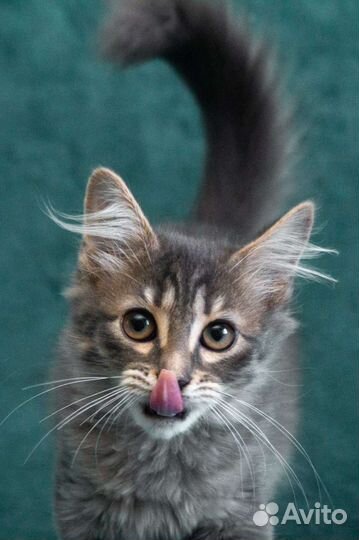 Малышка Хлоя