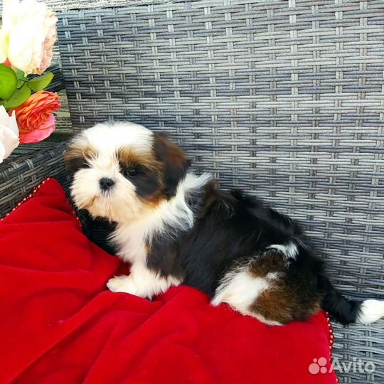 Ши- тцу щенок- мини девочка (питомник)