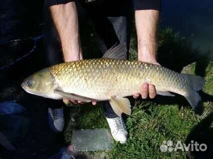 Малёк белый амур Толстолобик карп линь карась вьюн
