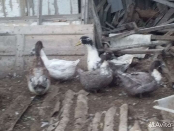 Продам уток, цесарок и крольчат