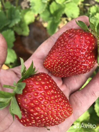 Саженцы клубники (земляники)