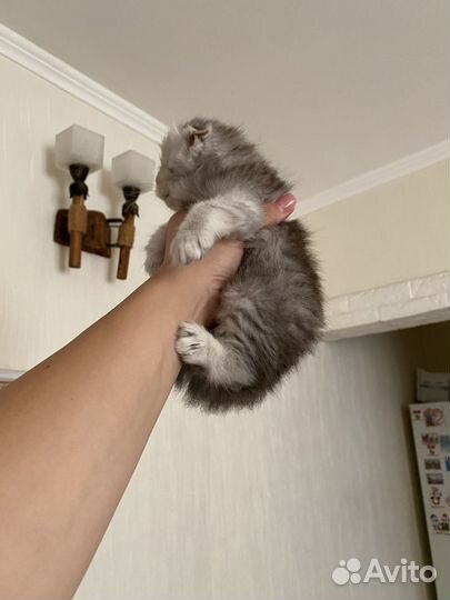 Кошки шотландцы