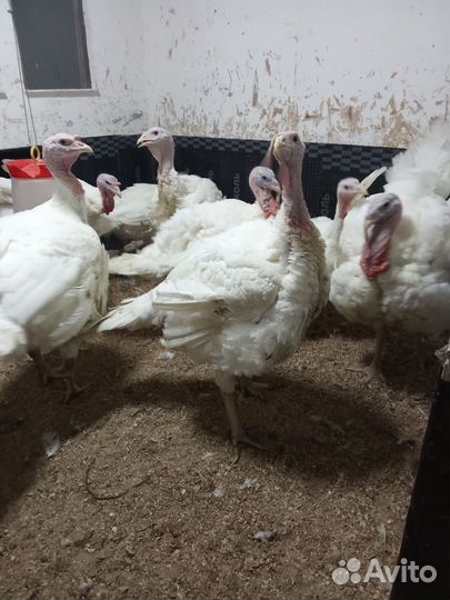 Индюки биг 6