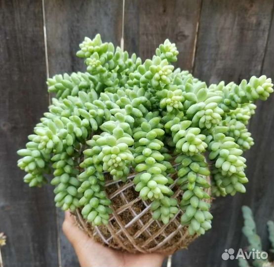 Седум буррито (очиток) Домашние цветы