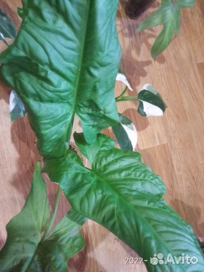 Сингониум Австралия (Syngonium SP.(t06) Australia)