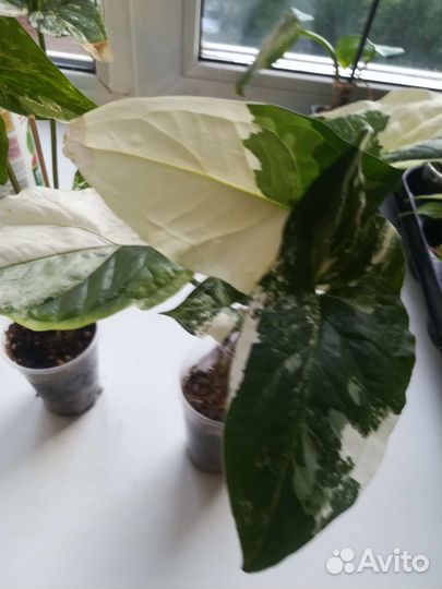 Сингониум империал вайт