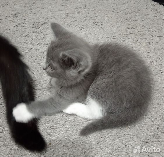 Кошечка в добрые руки