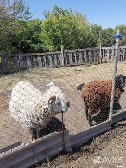 Баран дорпер 75% и 3 ярки