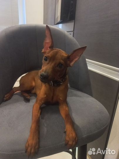 Цвергпинчер