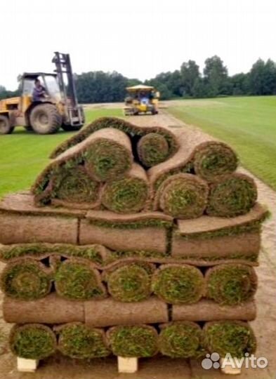 Рулонный газон