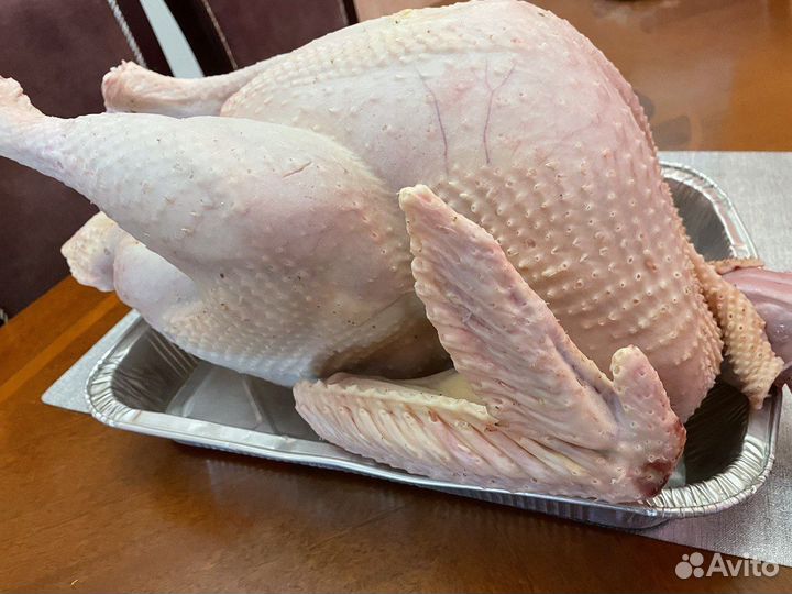 Индейка домашняя, гуси