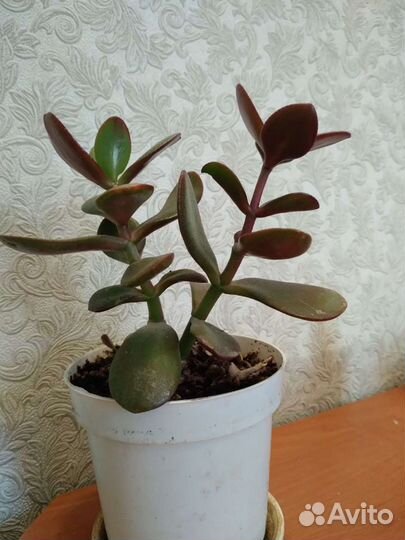 Меняю.Толстянка,хавортия. Мята