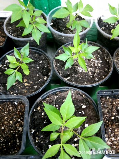 Саженцы Эводии Даниеля