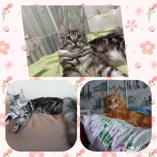 Котики Мейн кун