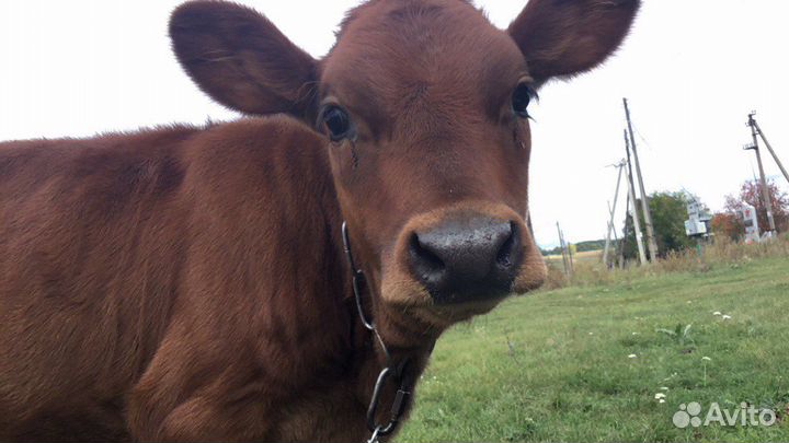Теленок 7 месяцев