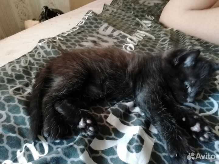 Котик в дар