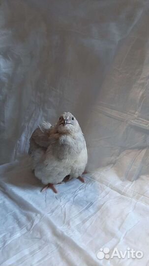 Яйцо инкубационное селадон