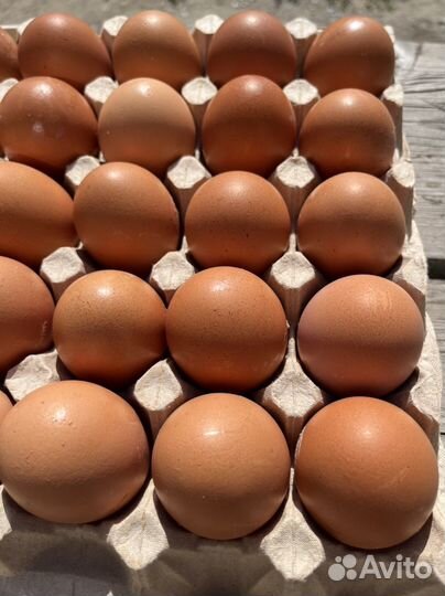 Яйцо куриное опт