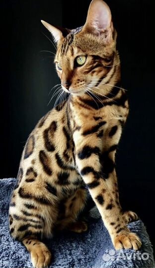 Бенгальская