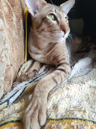 Ориентал Вязка