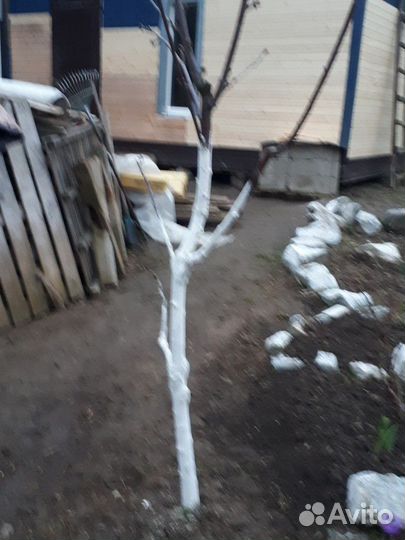 Большой выбор саженцев деревьев. и кустарников