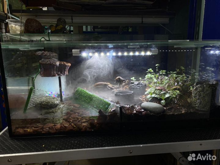 Полидариум для краба