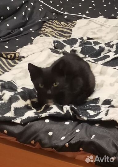 Домашние животные