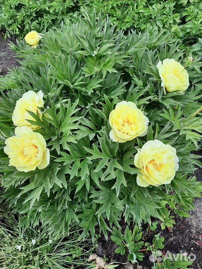 Пион Бартзелла