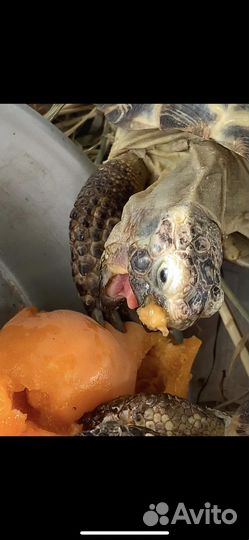 Черепаха сухопутная