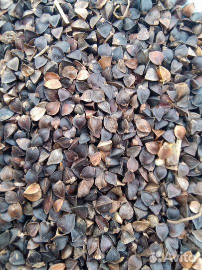 Гречиха на семена и продовольственная