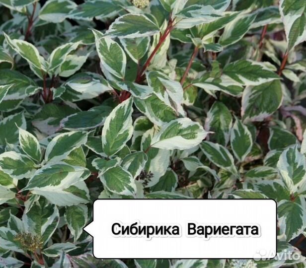 Дëрен в ассортименте