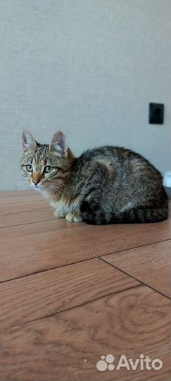 Кот, котёнок Тигруля