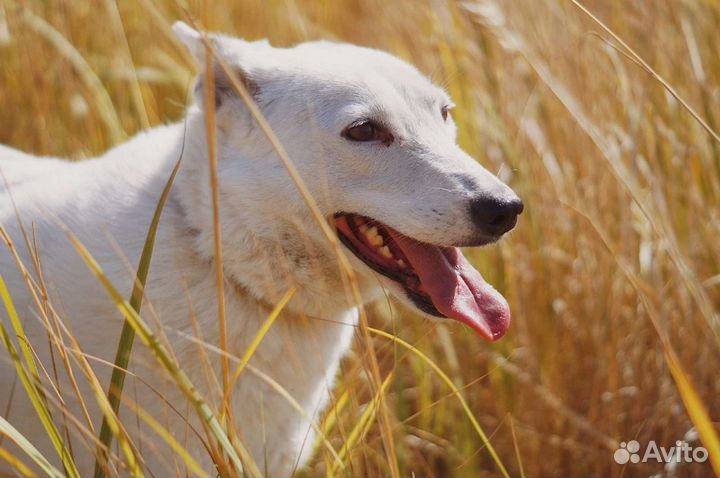 Собака Катрина