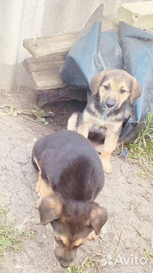 Девочки дворовые