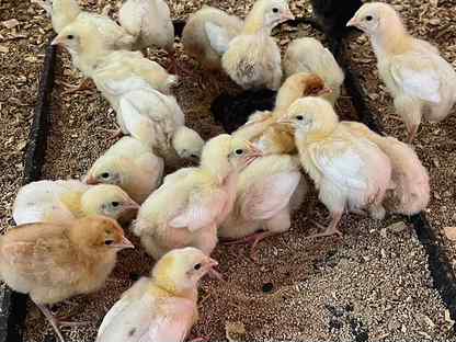 Суточные цыплята бройлеры кобб-500 и росс-308, Санкт-Петербург
