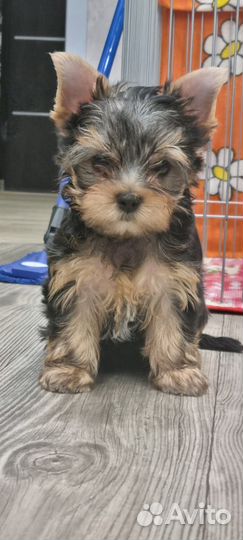 Йоркширский терьер