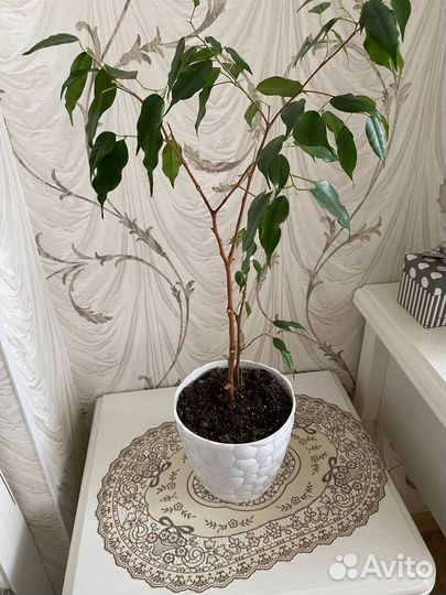 Фикус бенджамина