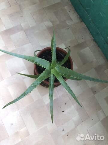 Алоэ столетник взрослое