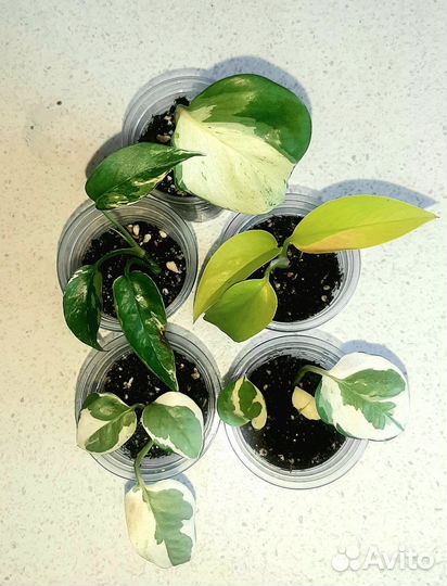 Эпипремнумы