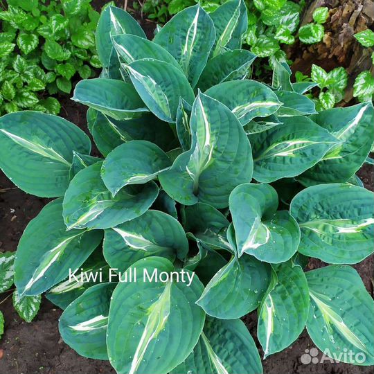 Хоста растение