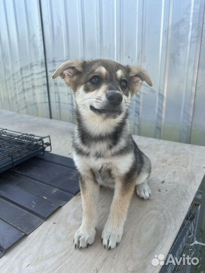 Щенок в добрые руки