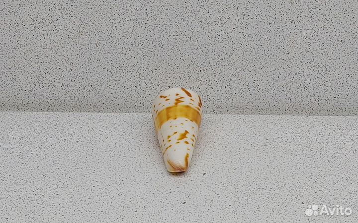 Конус Генералис 5,3 морская ракушка раковина