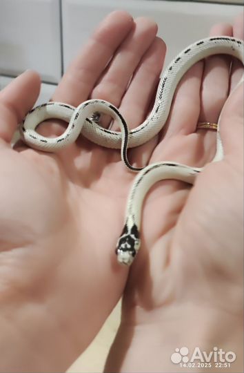 Змея Lampropeltis californiae High White