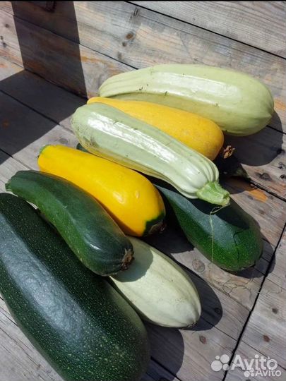 Кабачки домашние