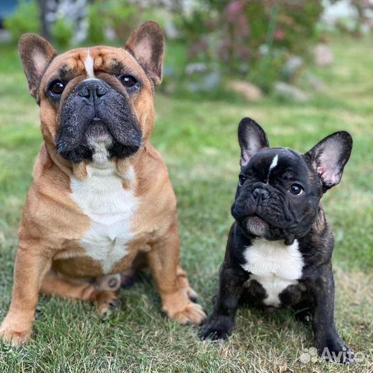 Вязка французский бульдог