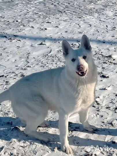 Белая Швейцарская овчарка (вязка)